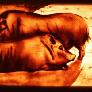 Cochons - Lorène Bihorel